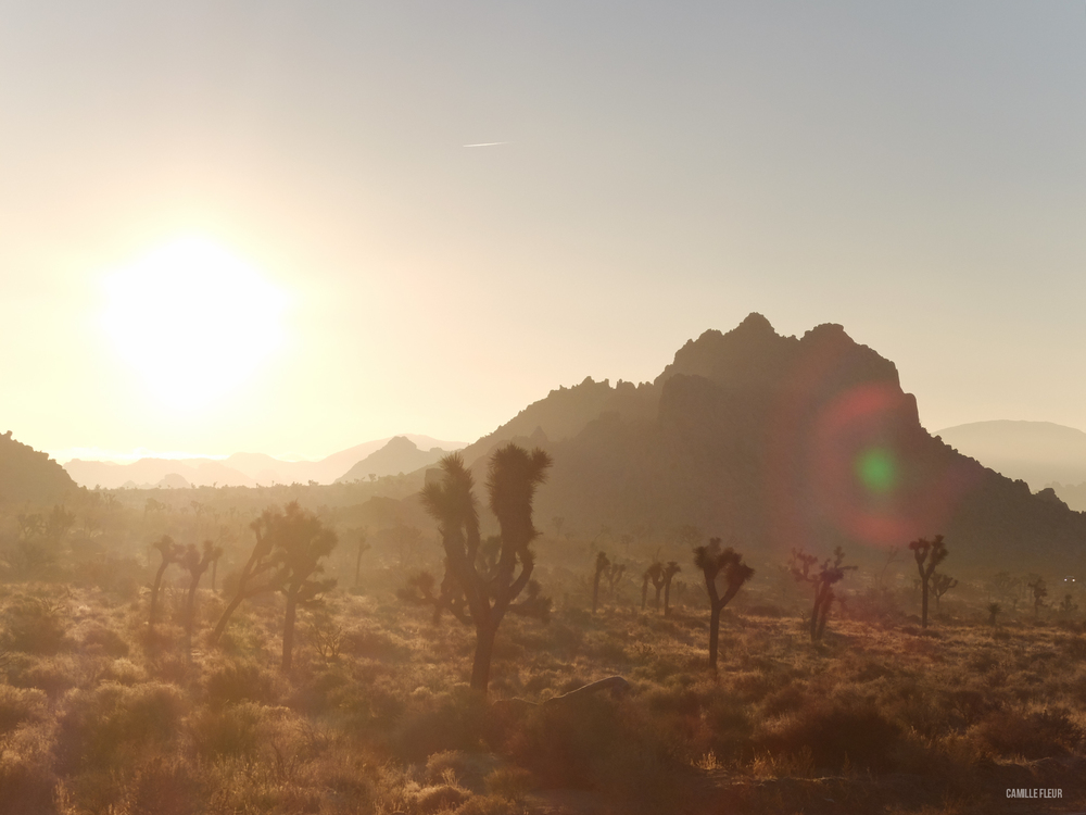 roadtrip-joshuatree-45.jpg