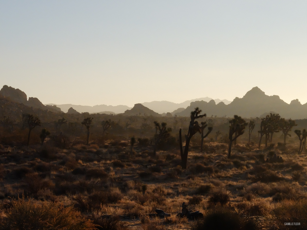 roadtrip-joshuatree-48.jpg