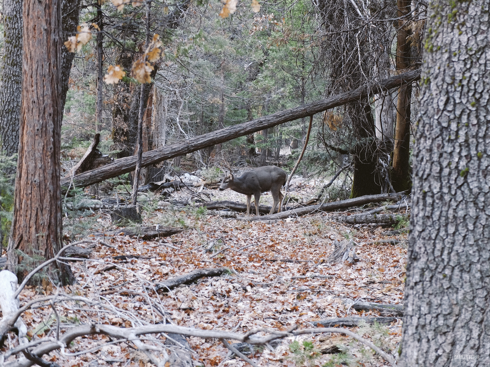 yosemite-37.jpg