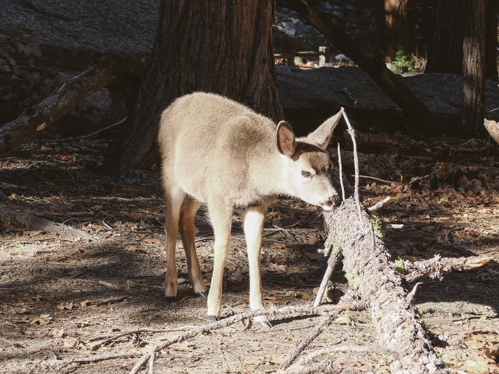 yosemite-48.jpg