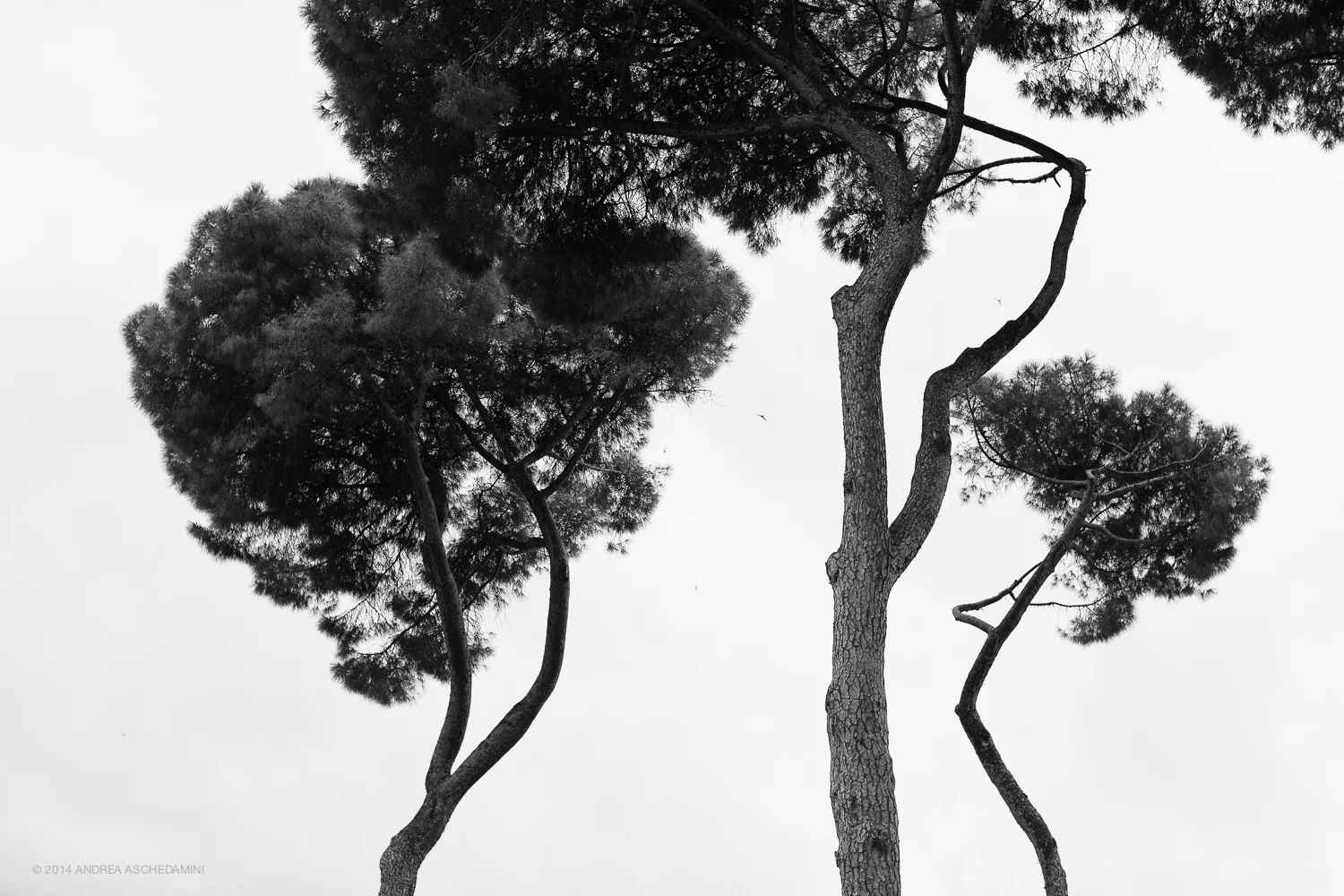 madre e figlie (parco di villa borghese)