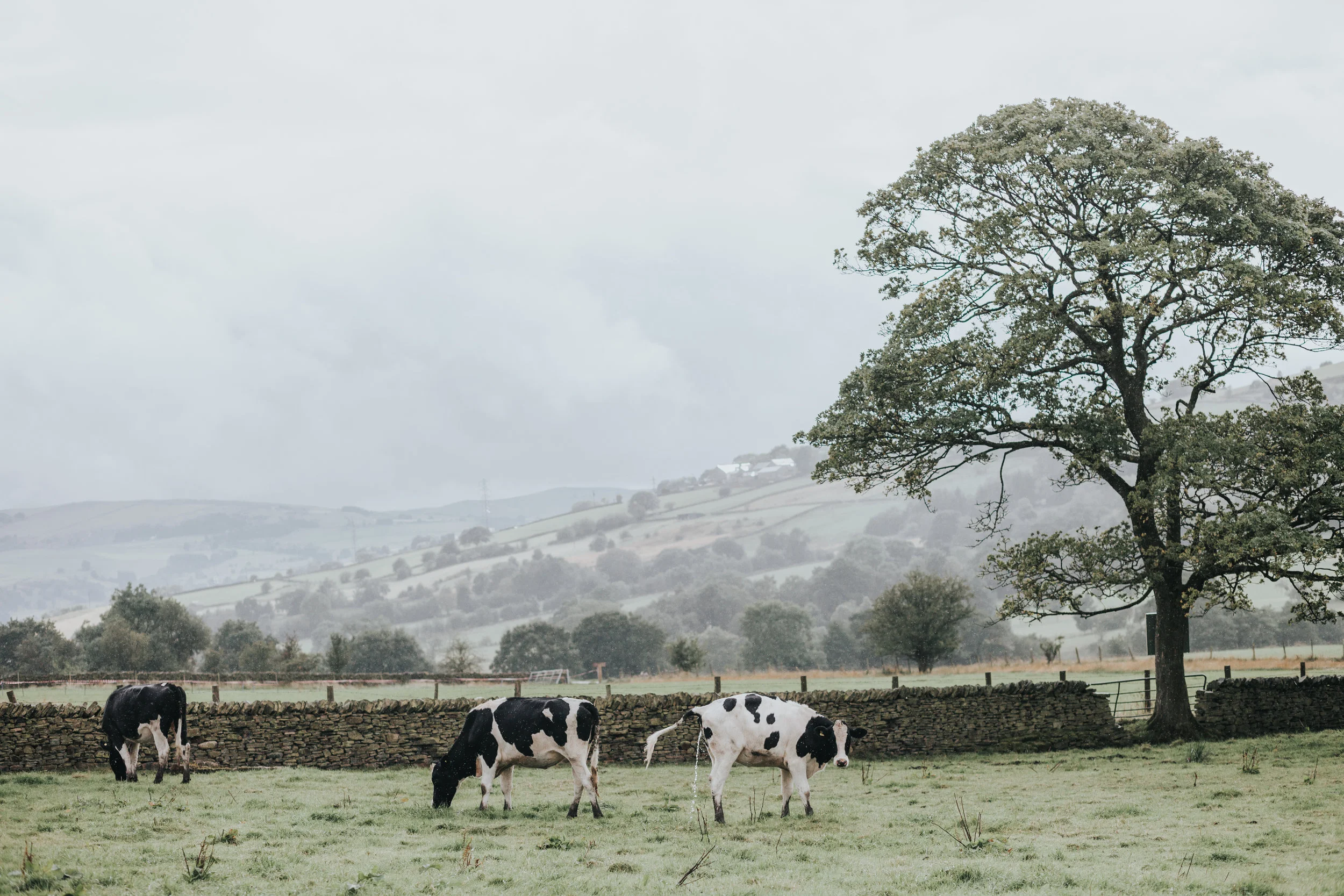  A cow in a field having a wee unapologetically looking straight into the camera.&nbsp; 