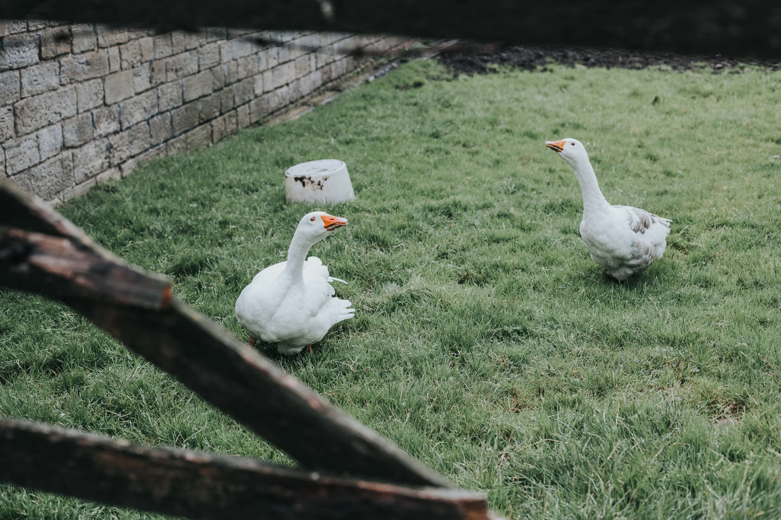  Some geese 