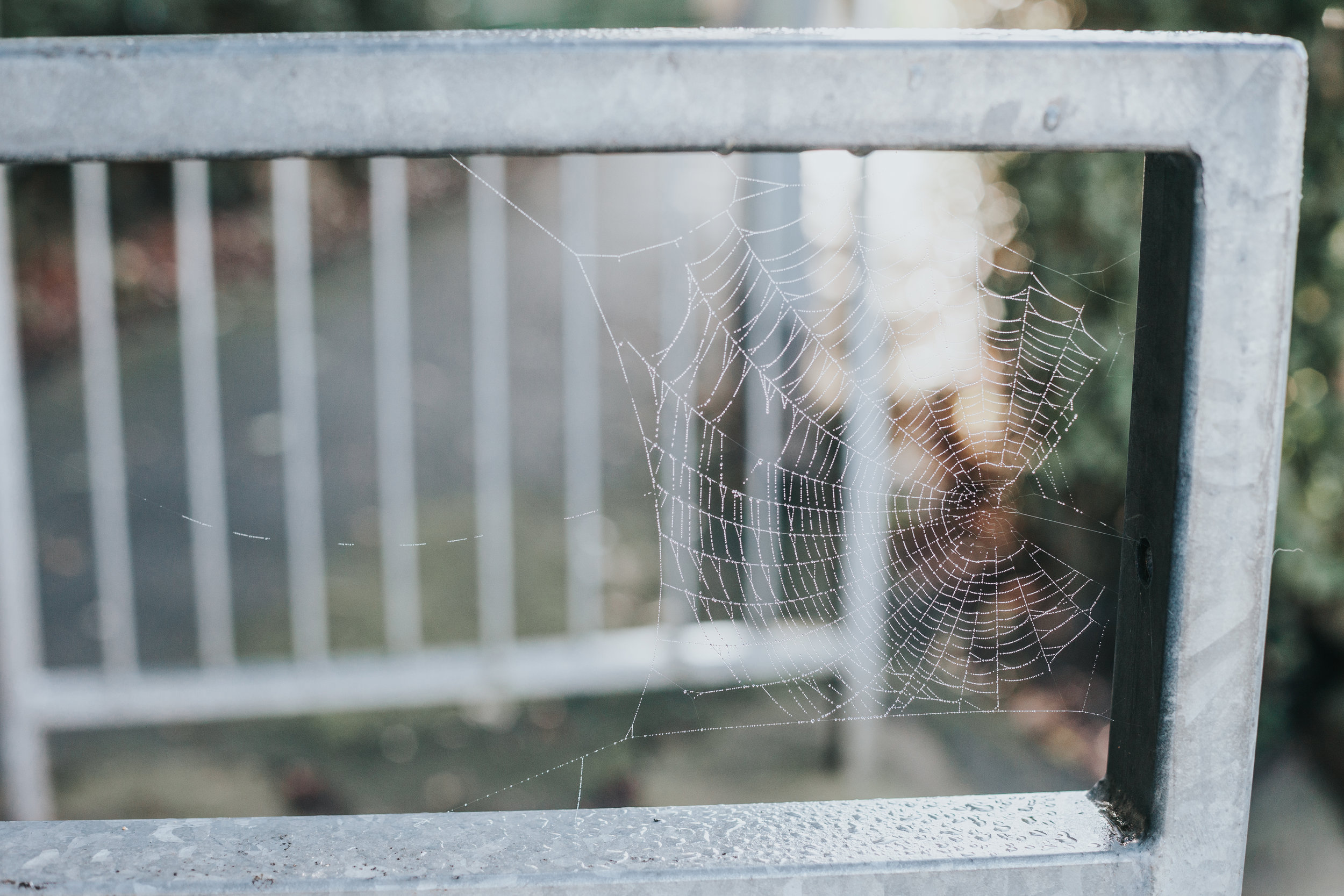 Spiders web.
