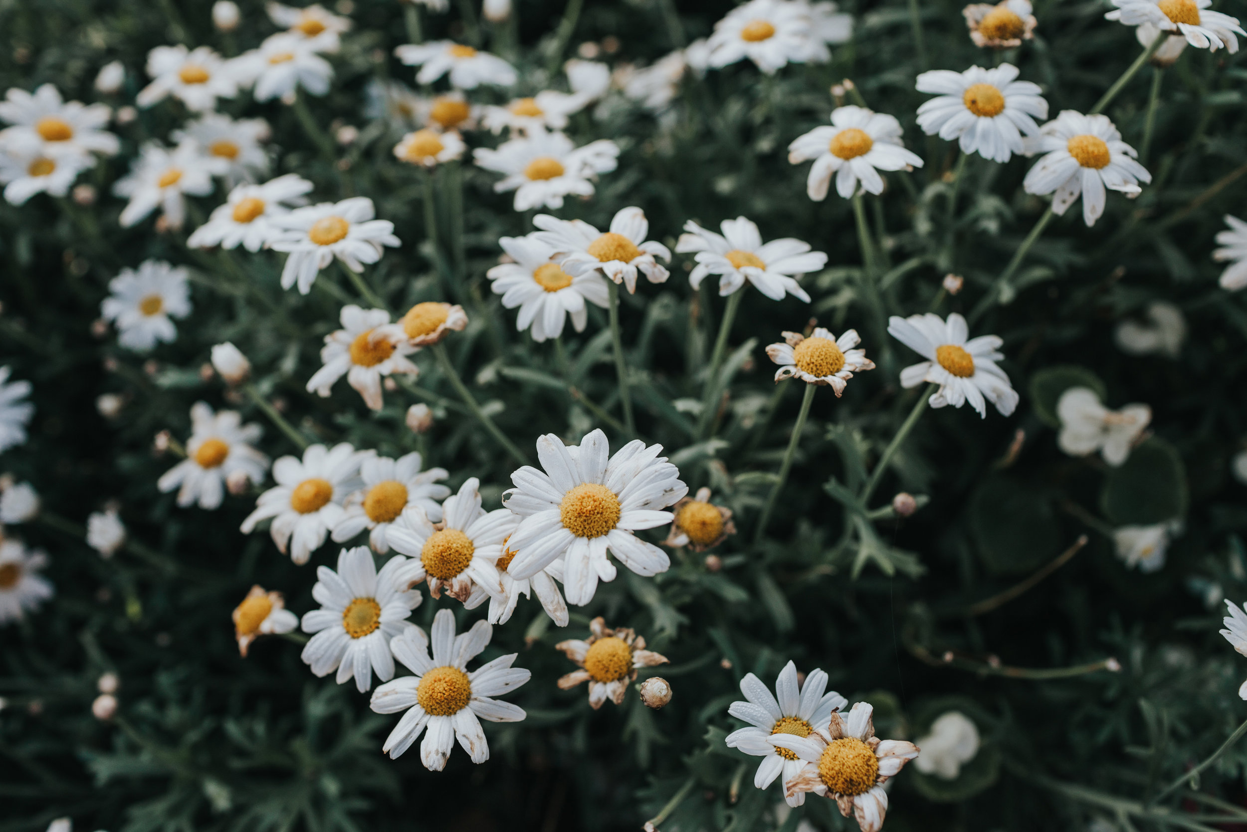 Daisies growing outside. 