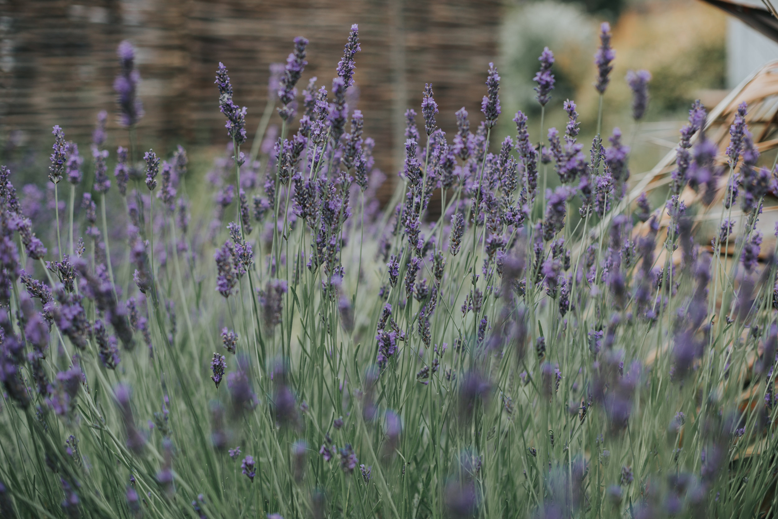Lavender in Cotswolds House Hotel Grounds.