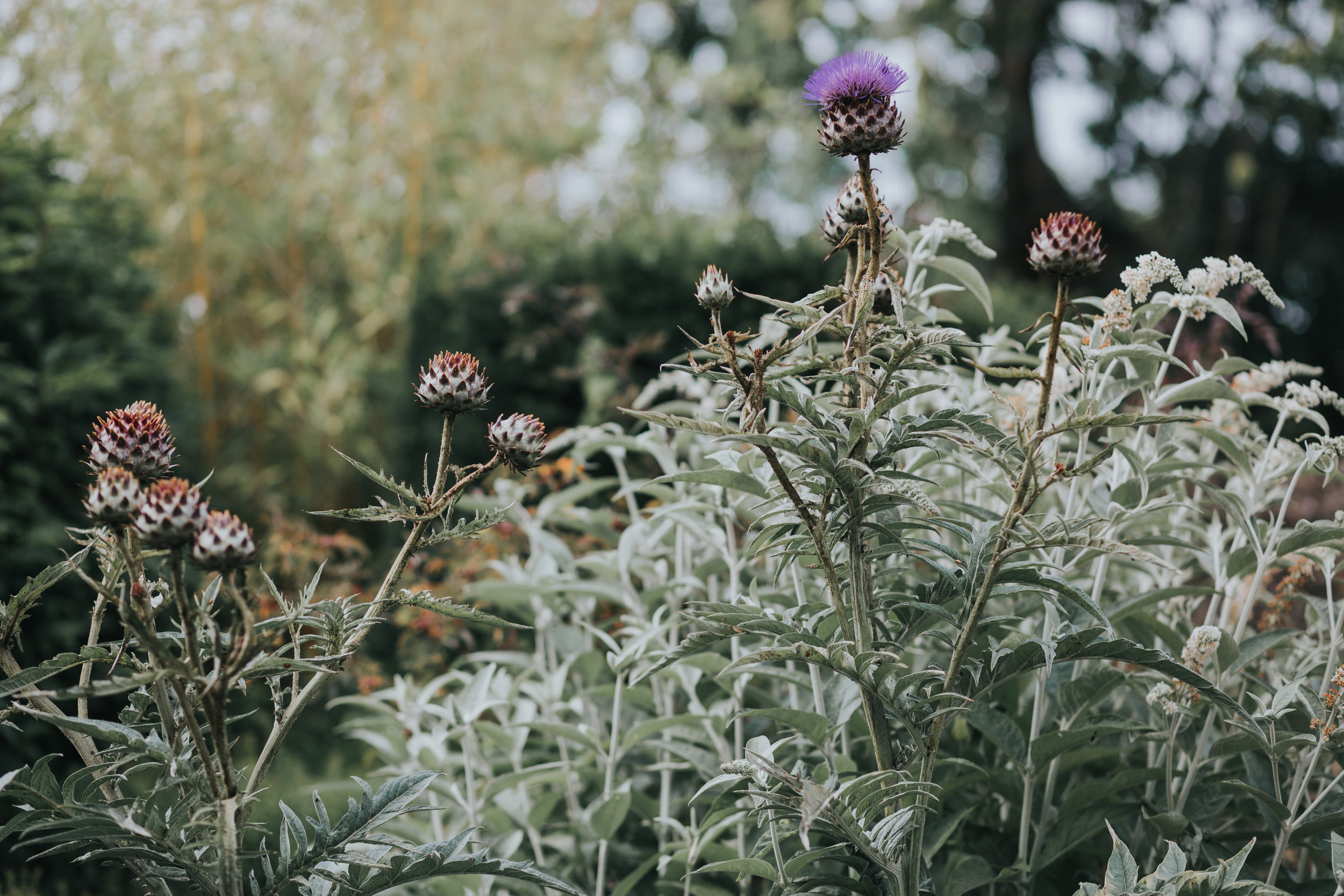 Giant Purple Thistle.  (Copy)