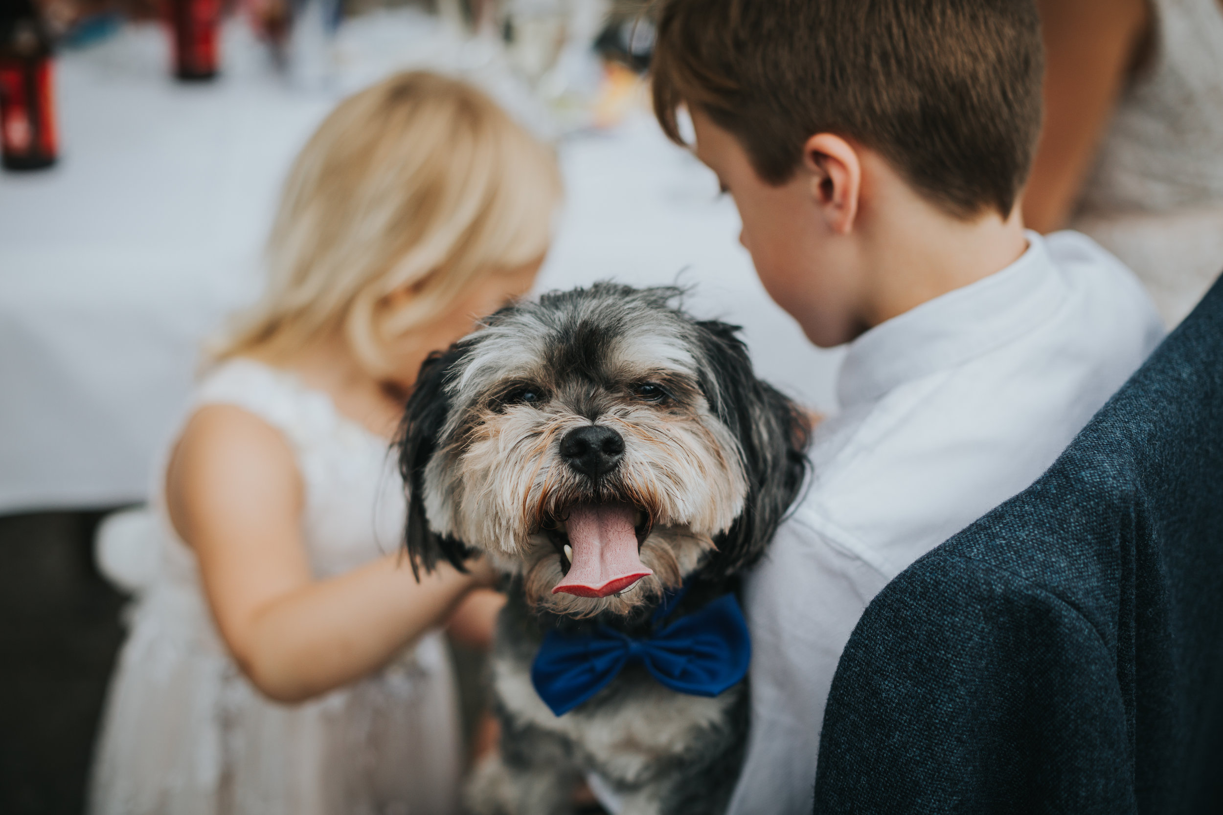 Guest Dog Wearing a blue bow tie.