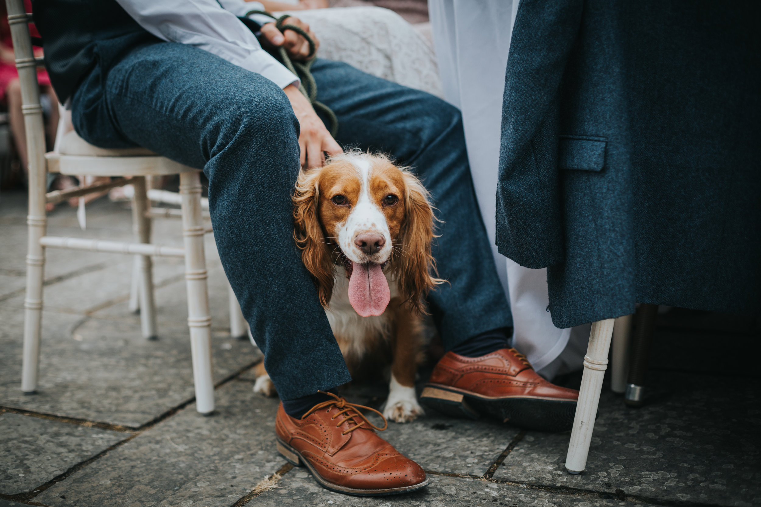 Another guest dog looking super cool.  (Copy)