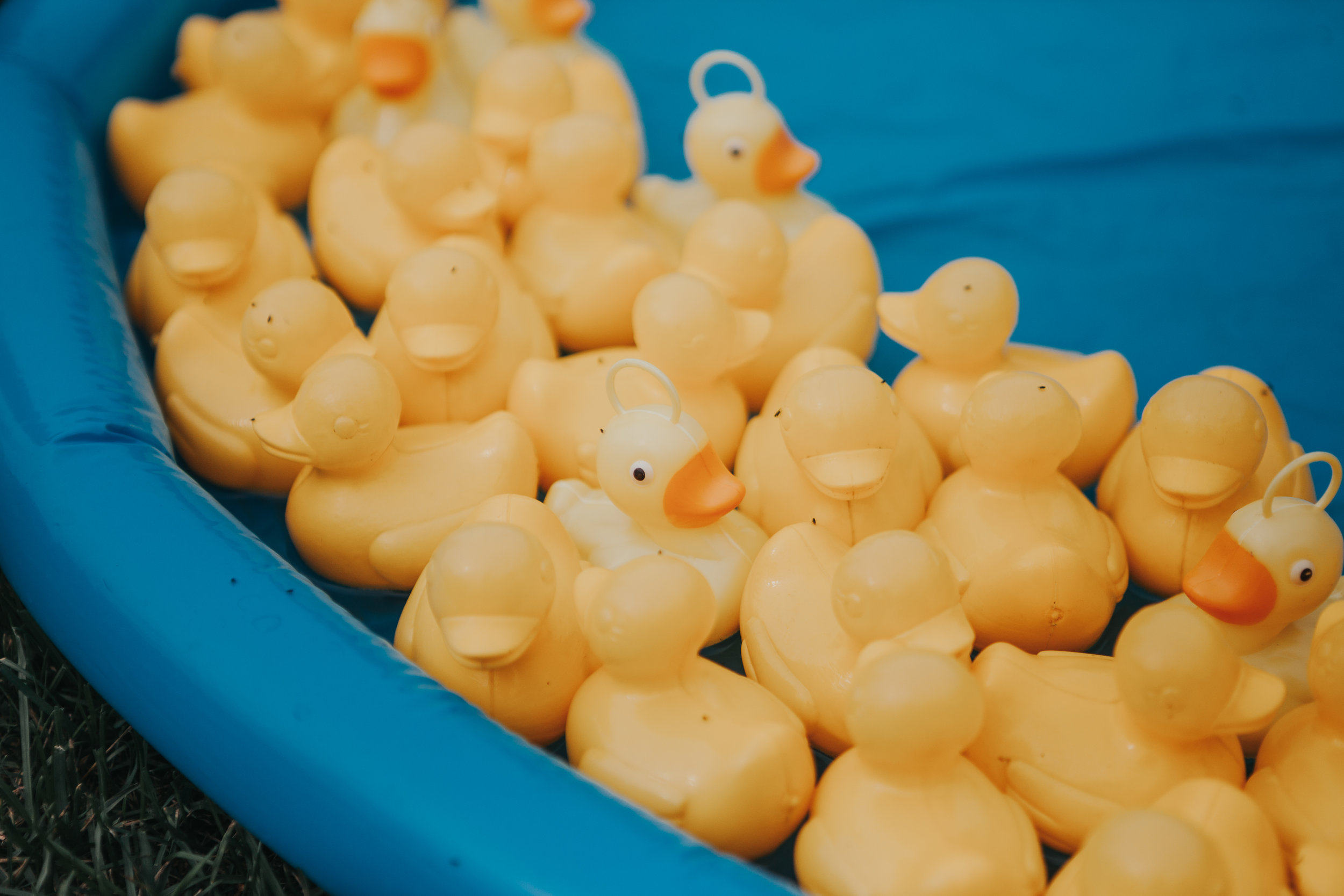 A close up of a load of yellow ducks in a blue paddling pool as part of a hook a duck, outdoor wedding game. 