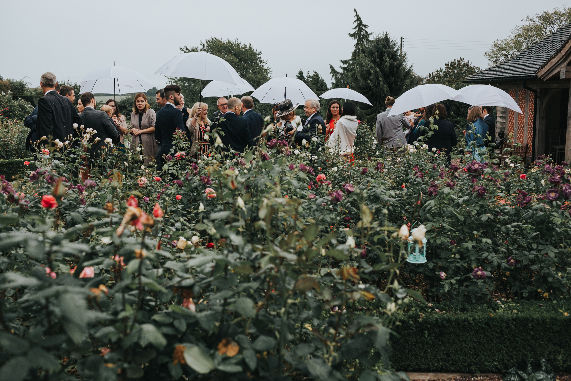 A crowd of wedding guests stand together under their white wedding umbrellas across a sea of colourful roses and flowers at Goldstone Hall.