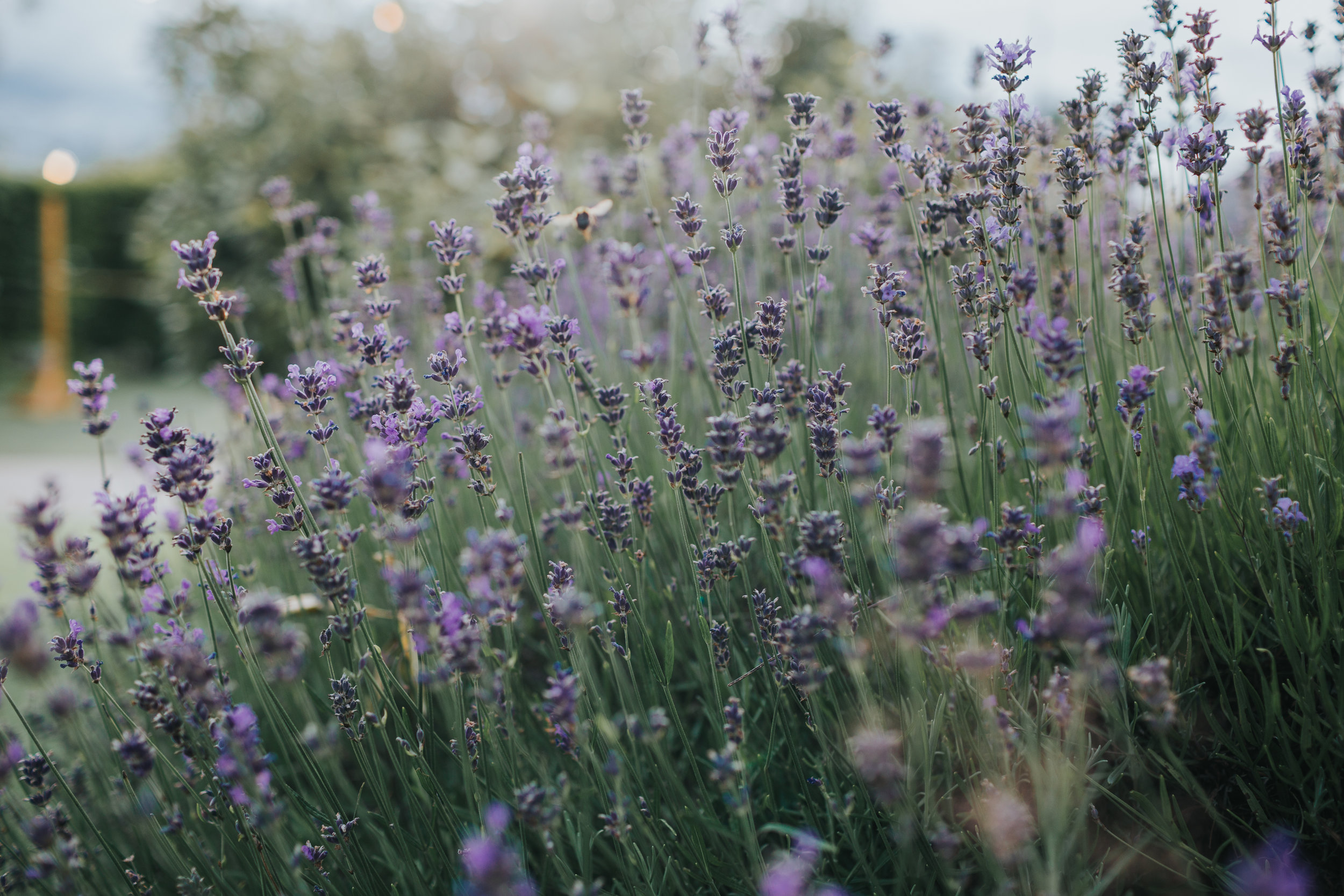 A bee flies through some lavender. 