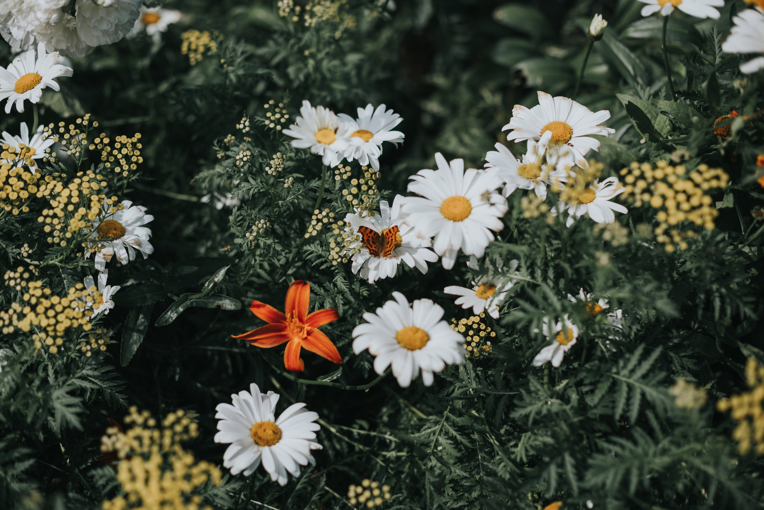 A butterfly sitting on some daisies in the walled garden at Shotton Grange. 