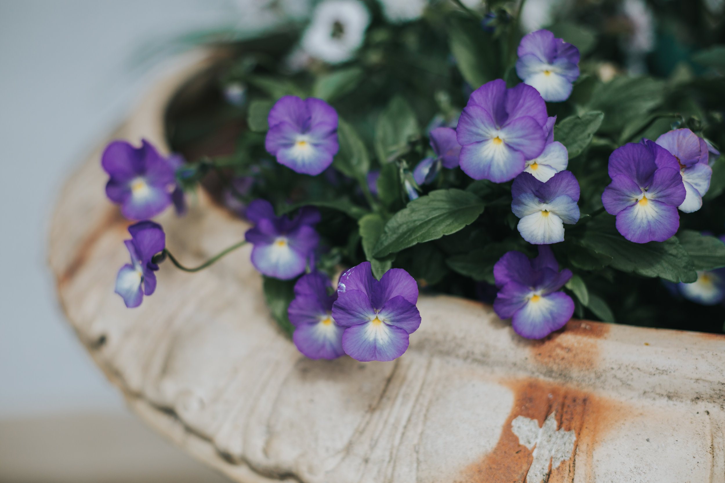 Blue pansy flowers in pot.