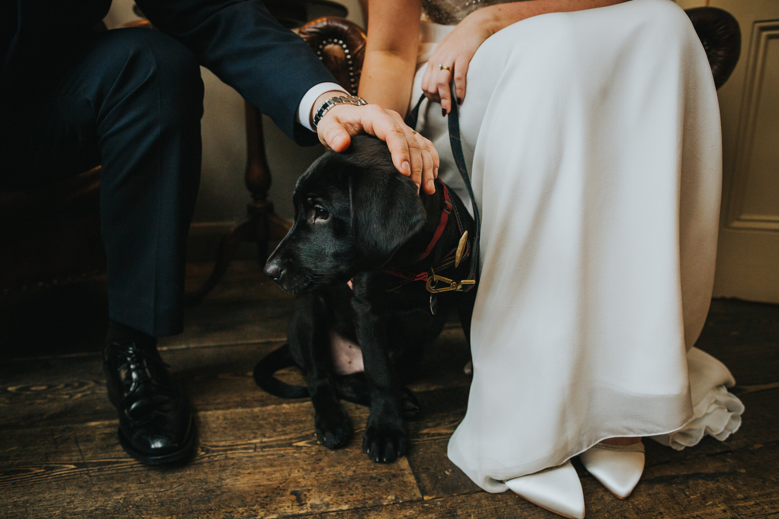 Puppy sits between bride and groom