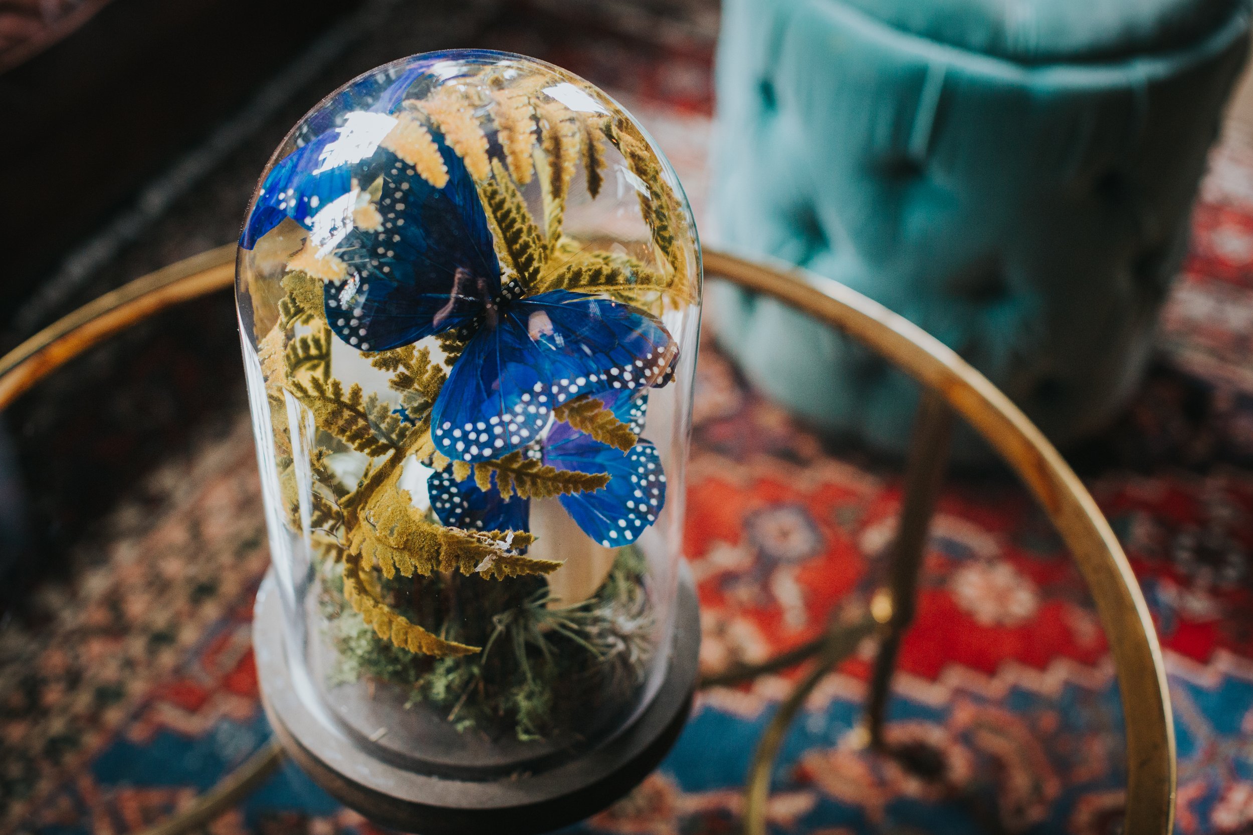 A large blue butterfly in a glass case, photographed from above with a red vintage rug behind it. 