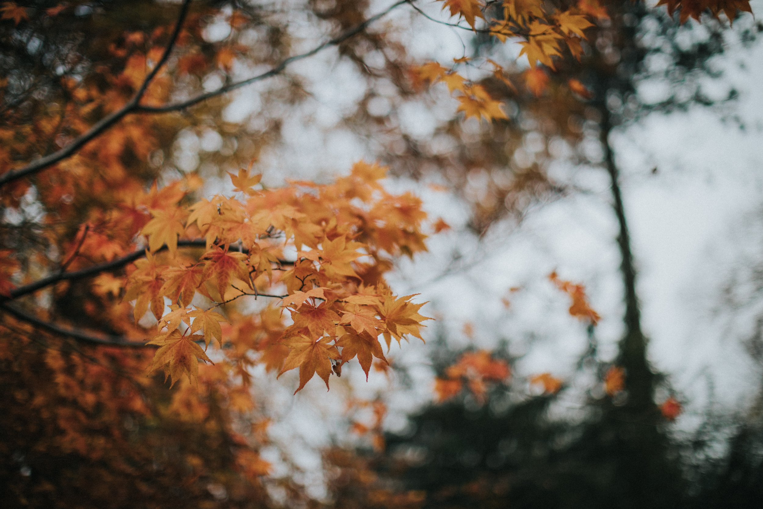 Autumn leaves on a tree. 
