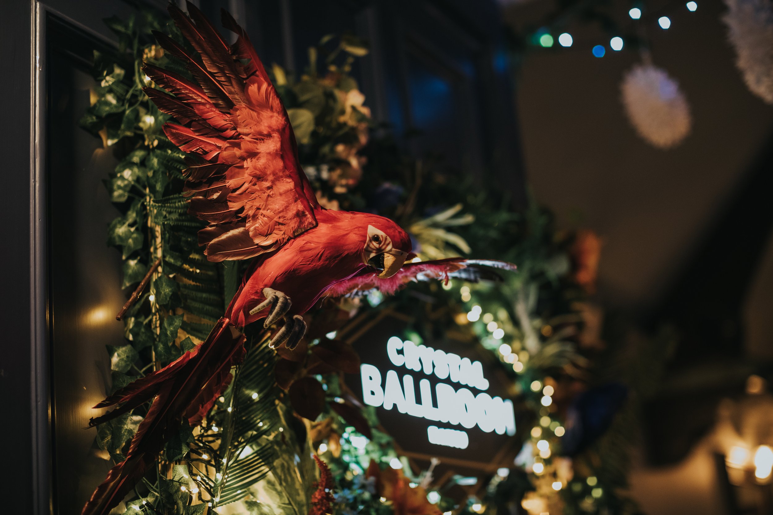 A red parrot welcomes us into the Crystal Ballroom, Glossop.