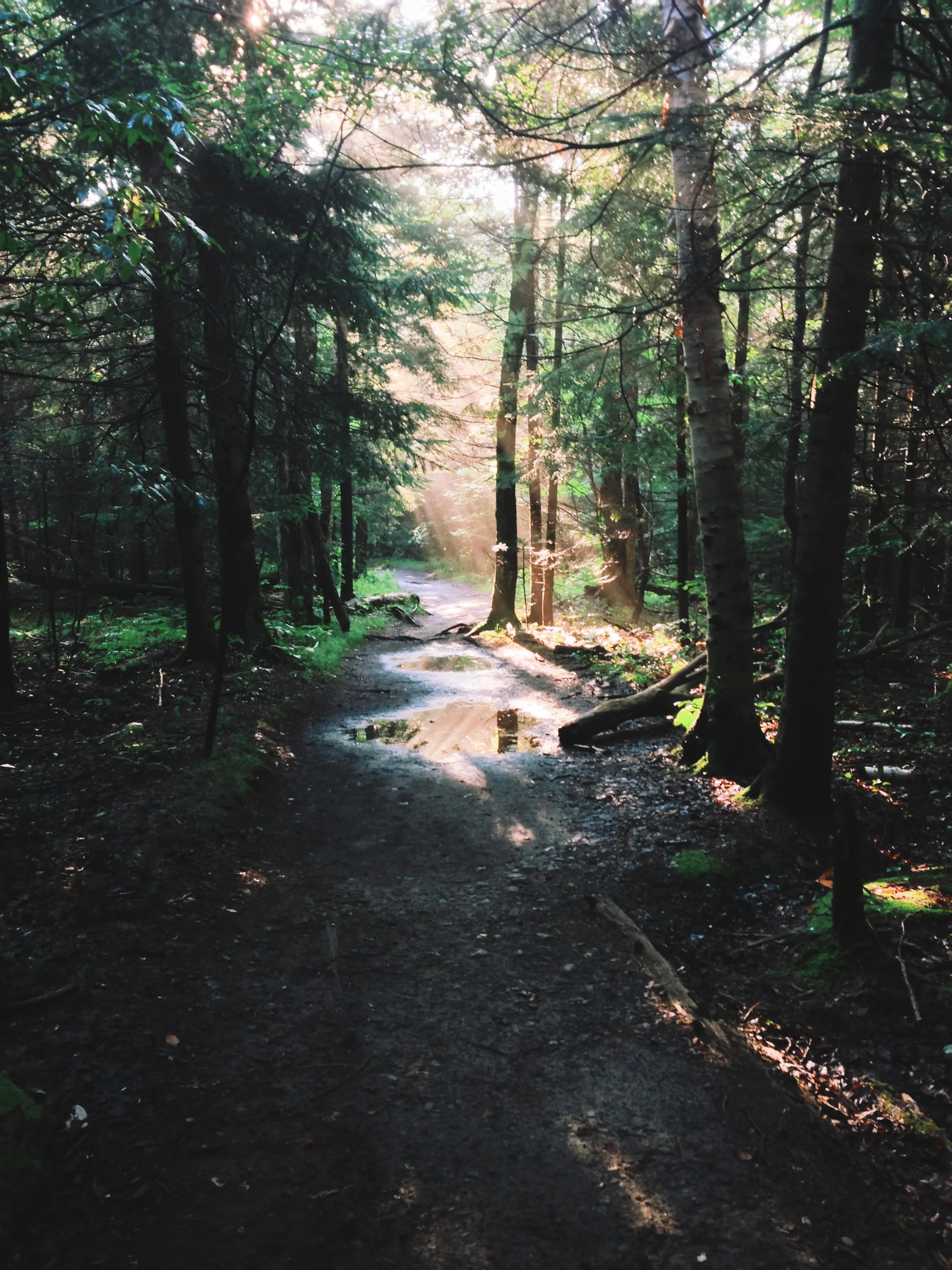 Light for my Path.JPG