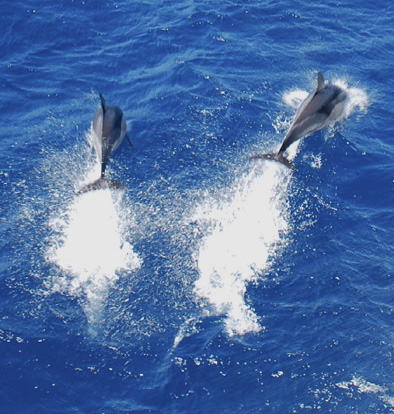 Dolphins in the Greek Aegean.