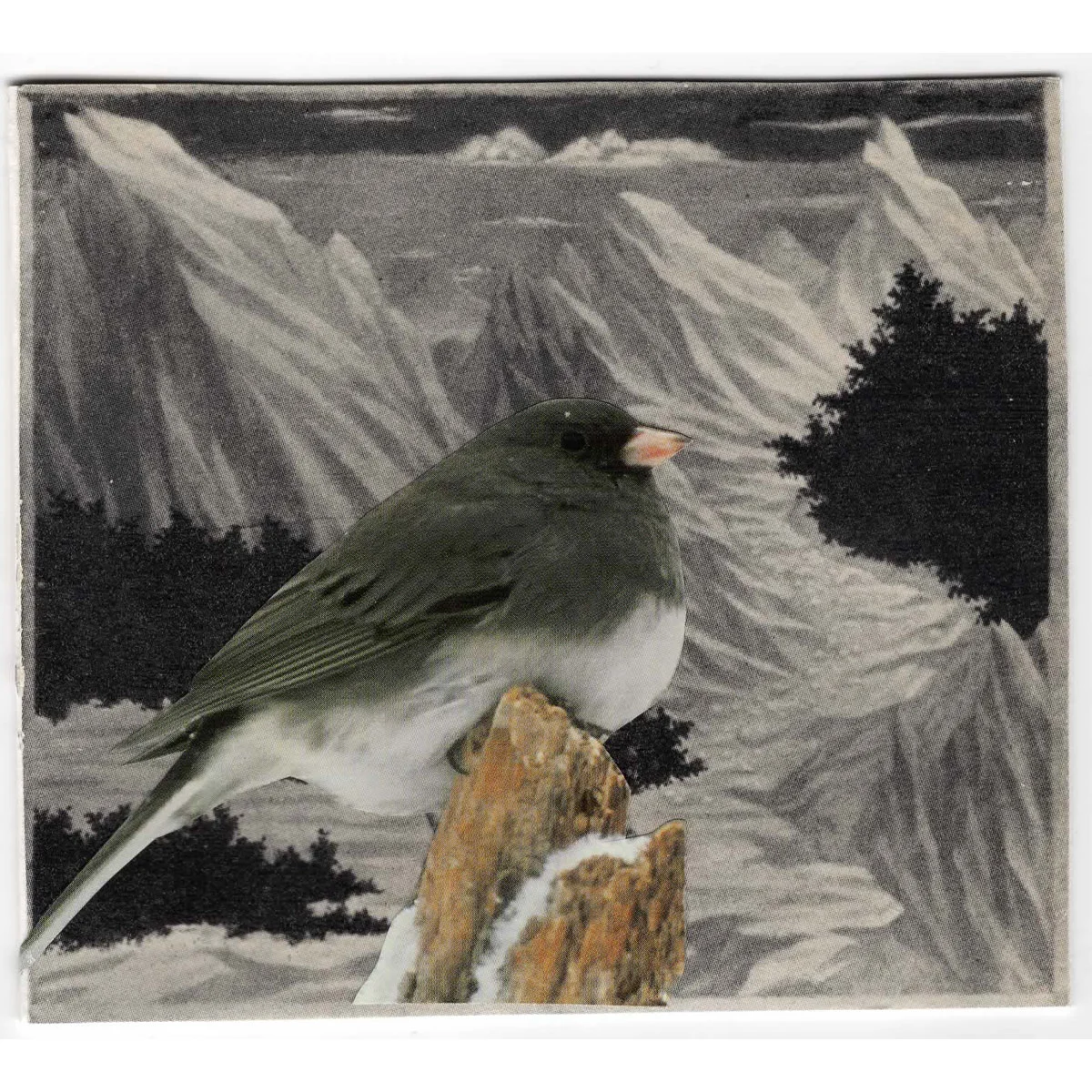 snow-bird.jpg