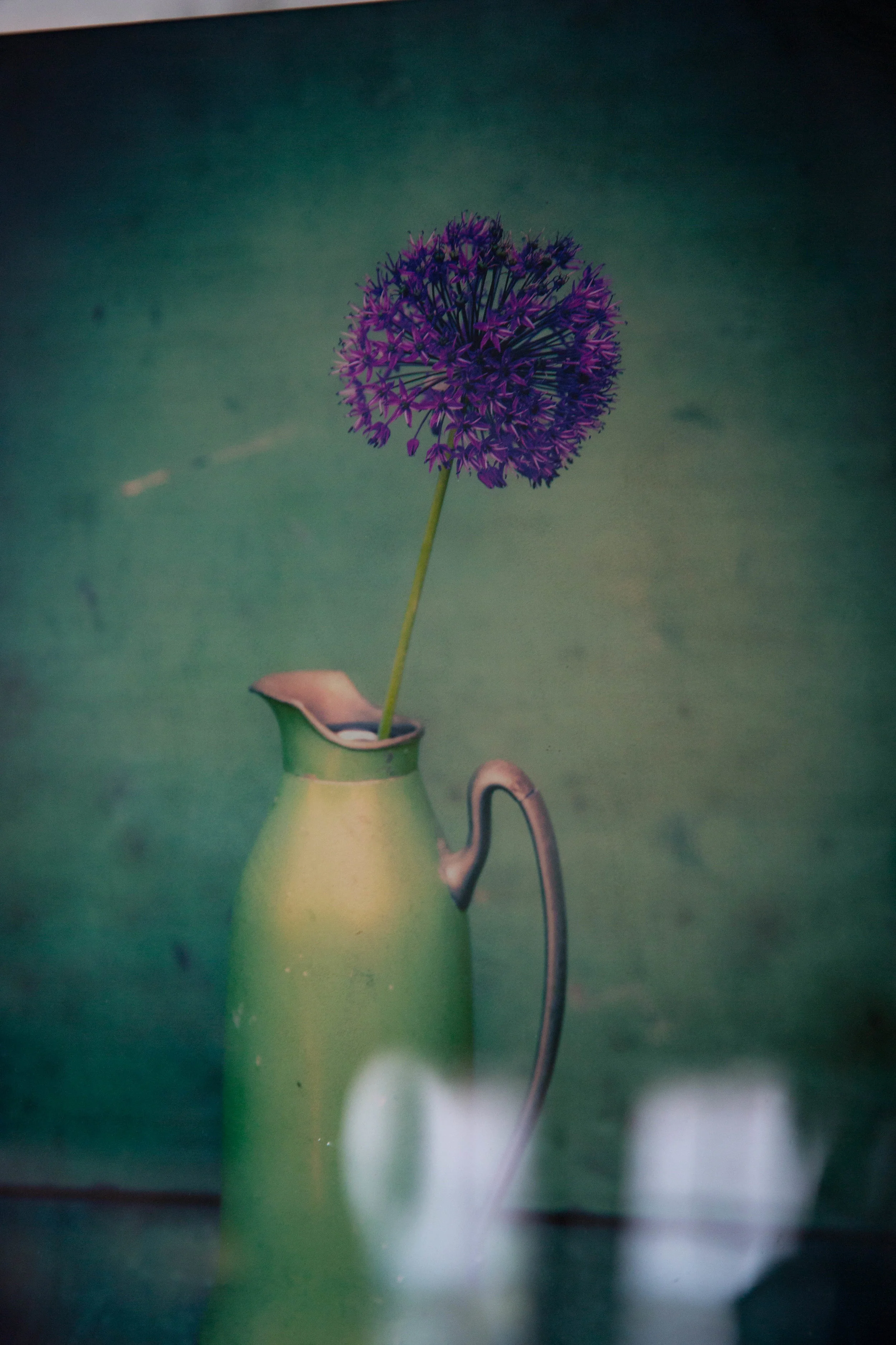 Allium