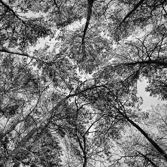 In reading The Understory by Robert Macfarlane I now know what to call this shot. 
It's &quot;the beautiful phenomenon known as &ldquo;crown shyness,&rdquo; whereby individual forest trees respect each other&rsquo;s space, leaving slender running gap