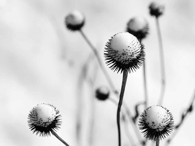 It's gonna hit 70 this weekend in Atlanta. Trying to remember when we last had snow. This is from a few years back. #blackandwhitephotography #bnw #blackandwhitephoto #bw