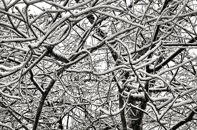 Will probably be gone by this afternoon, but we got our first snow of the year. #blackandwhitephotography #bnw #blackandwhitephoto #bw