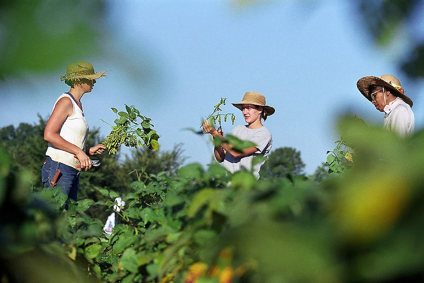 School Gardens of Madison