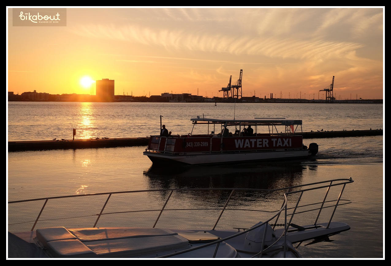 Watch out for dolphins on the water taxi!