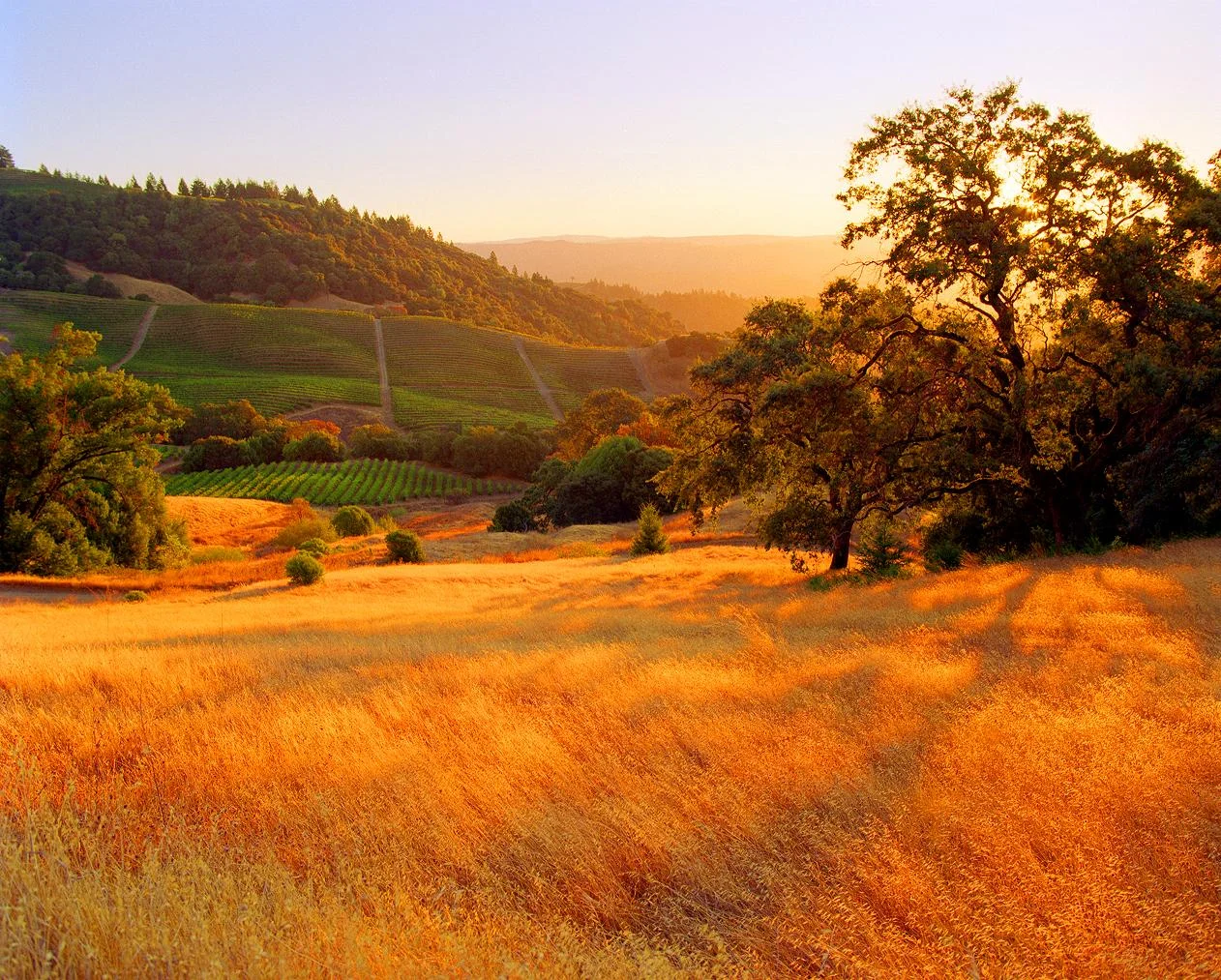 Sonoma County is filled with the best wine and beer in America. Photo by winefolly.com