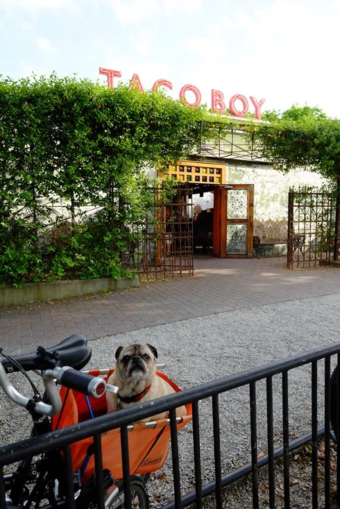 Gordo smells something pretty damned amazing. Biking pugs park up front, cars park next door in a lot.
