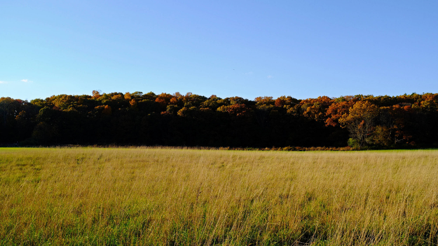 The woods of Lincoln are so much fun to ride through.