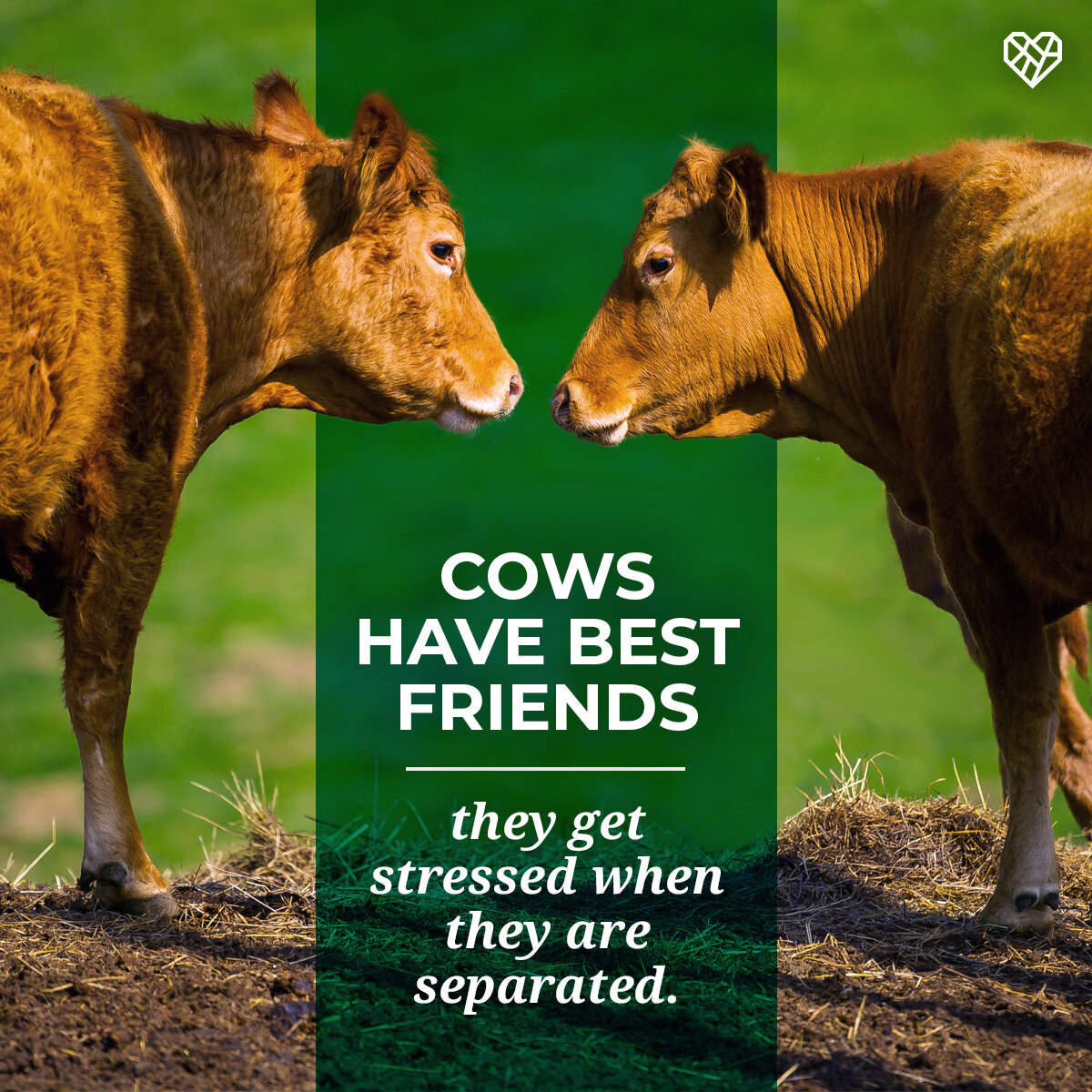 comms-sm-cows-best-friends.jpg