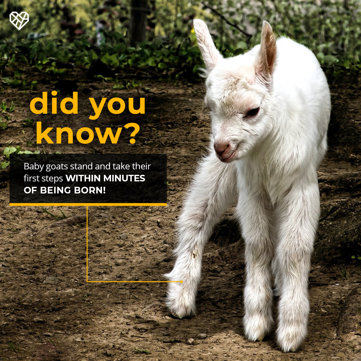comms-sm-animal-facts-baby-goats-1-NEW.jpg