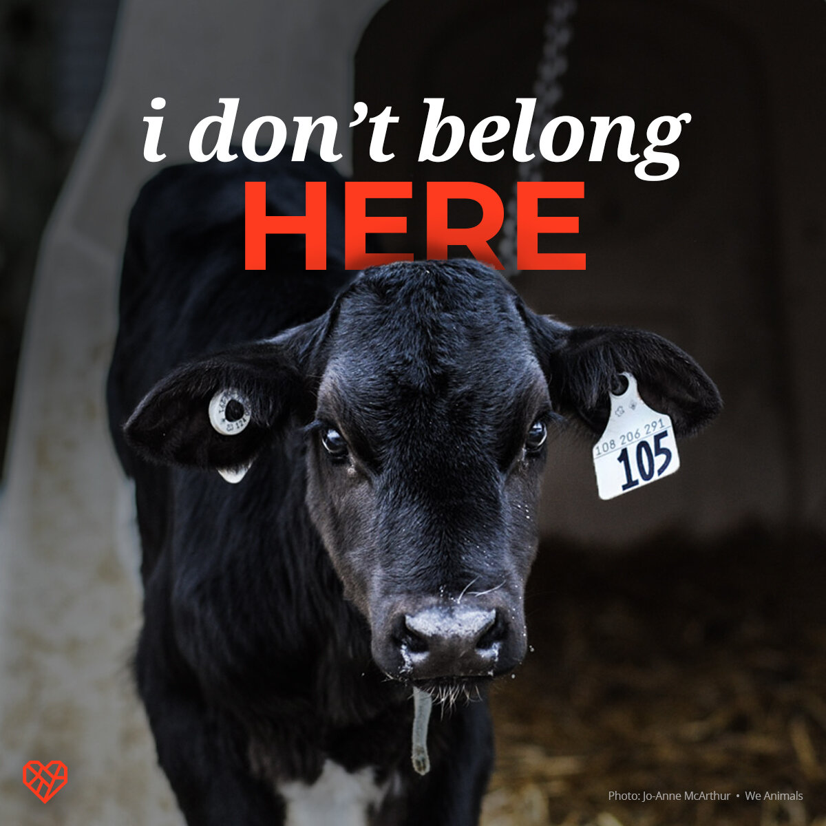 comms-sm-I-dont-belong-here-calf.jpg