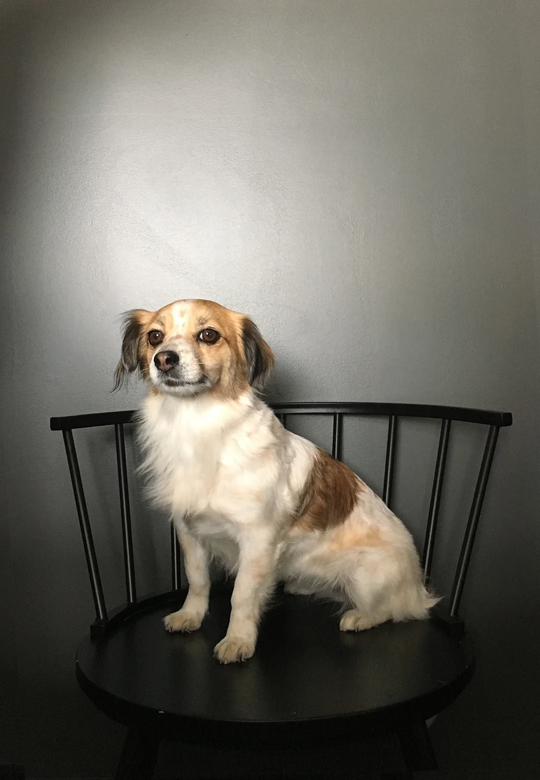 Entertainment Duck is originally from Puerto Rico and moved to Portland, Maine after hurricane Maria . She spends most days at Portland Design Co sleeping or chasing her tail. Duck has no formal schooling or degree we are aware of, but will rollover on command.