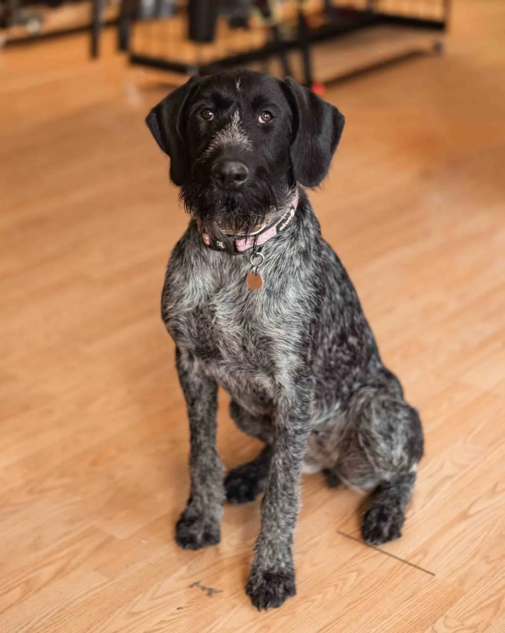 Jutta Hometown: State College, PA Experience: 1 year of begging for food and wrestling. Favorite Toy: Kong What do you do when you are not at the store? Chasing birds and hunting.