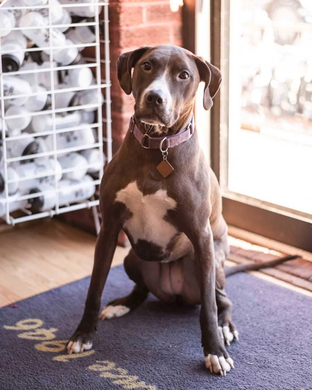 Piper Hometown: Centre Hall, PA Experience: 2 years of begging for food and wrestling. Favorite Toy: Jutta What do you do when you are not at the store? Disassembling sofas and plastic water bottles