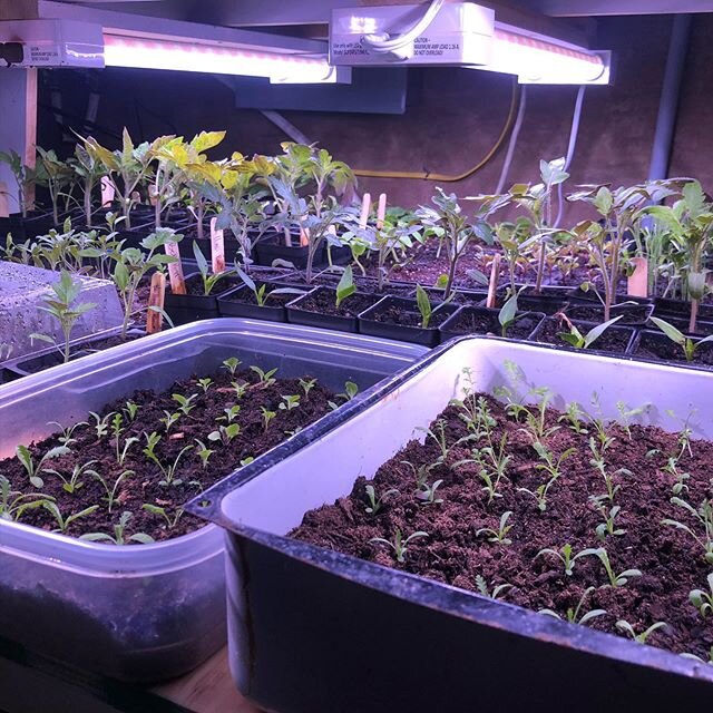 This year I decided to start my own seedlings for the garden. So I started a few hundred and then I added more and more. Seems like I chose wisely since we are now locked into our homes. A large variety of herbs, flowers and vegetables. 
#covid_19 #s