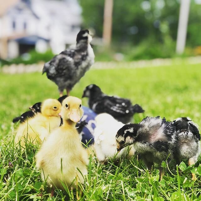 Today I build these a home. 
#kcmo #historicnortheastkc #ducklings #chick #fowllife #ducksofinstagram #chickensofinstagram #urbanchickens #covid19 #stayhome #sobored #happymothersday