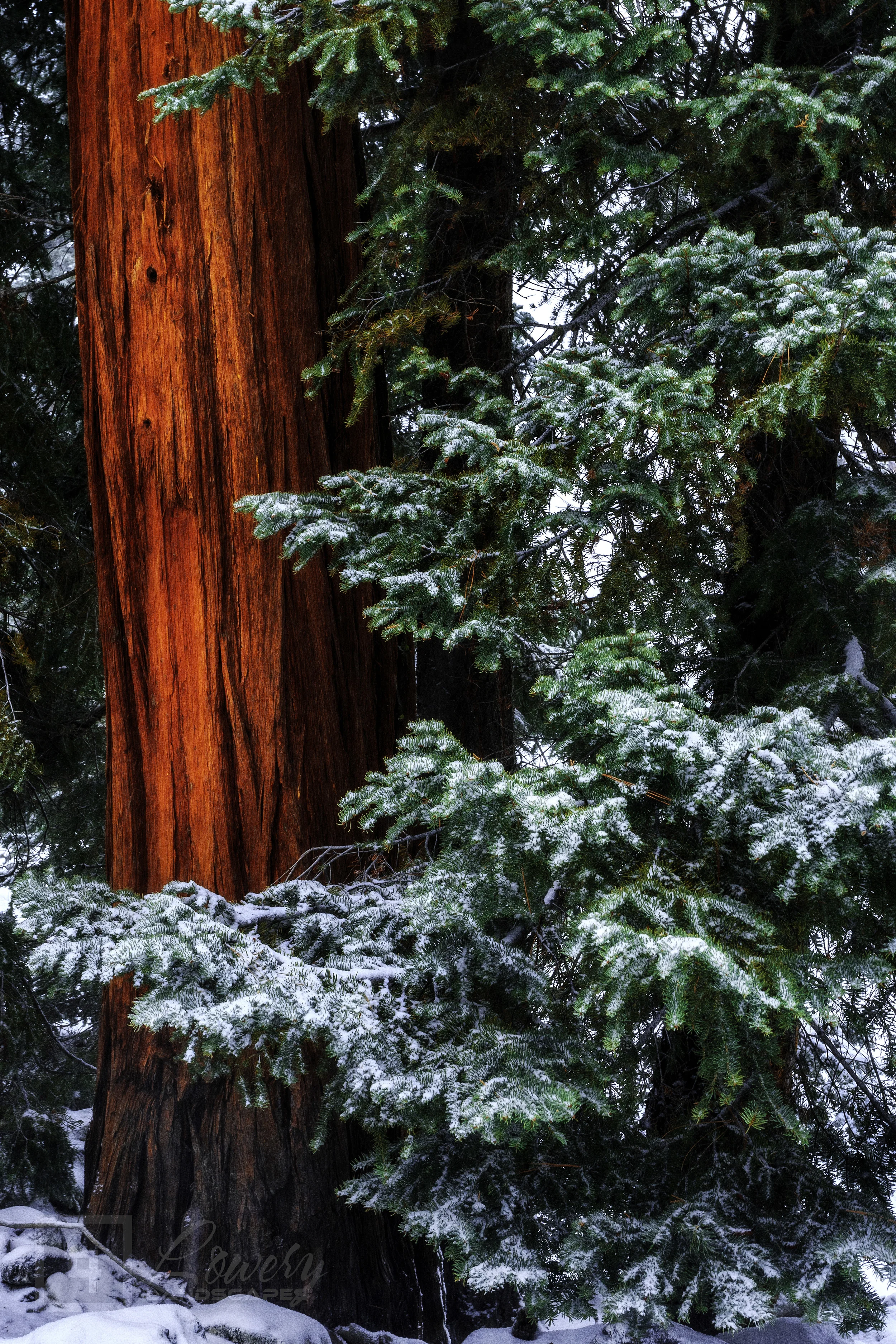Cedar-in-the-Storm-2.jpg