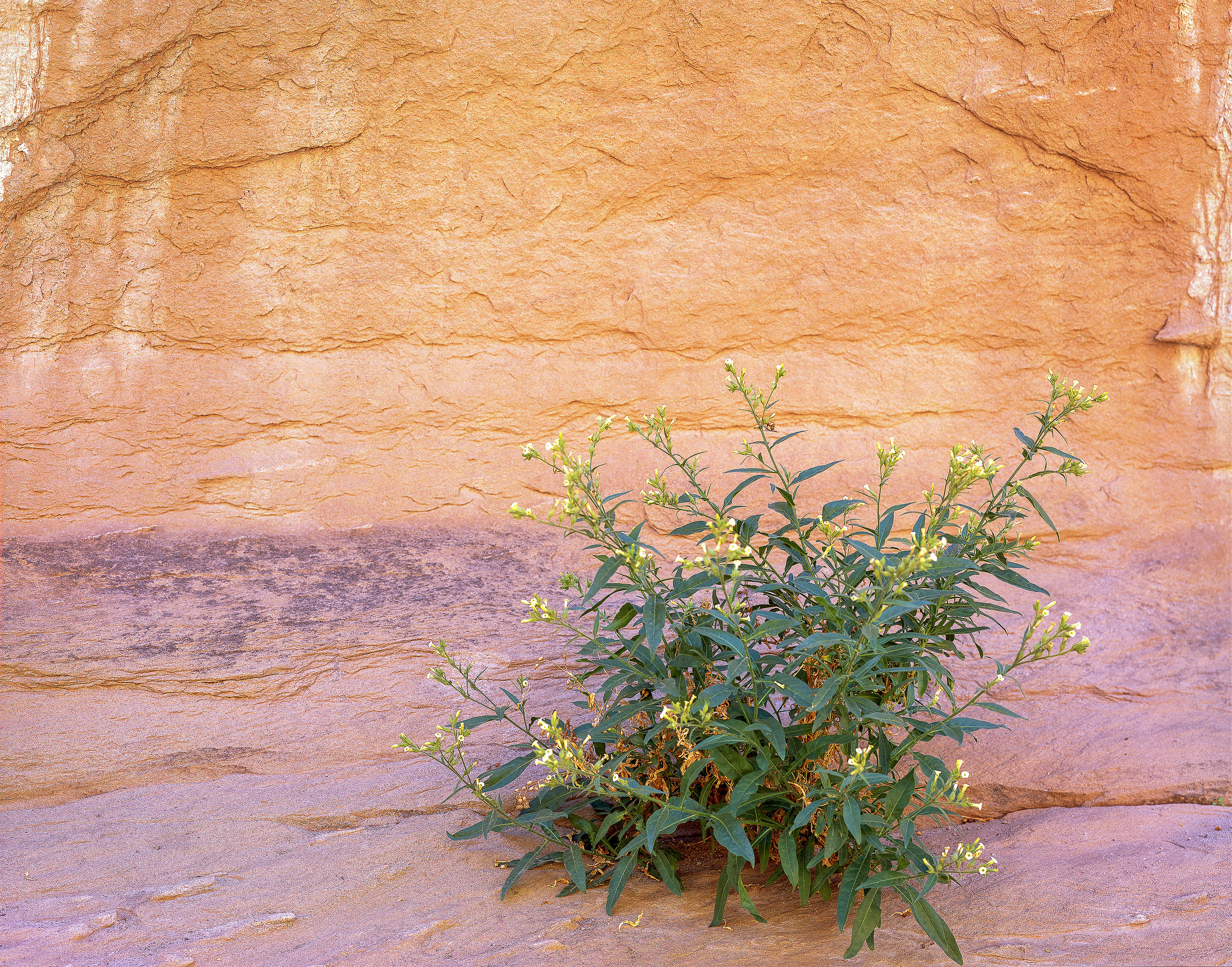 anza-borrego_superbloom006-clean.jpg