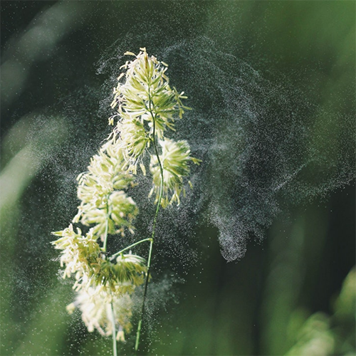 pollen square.png