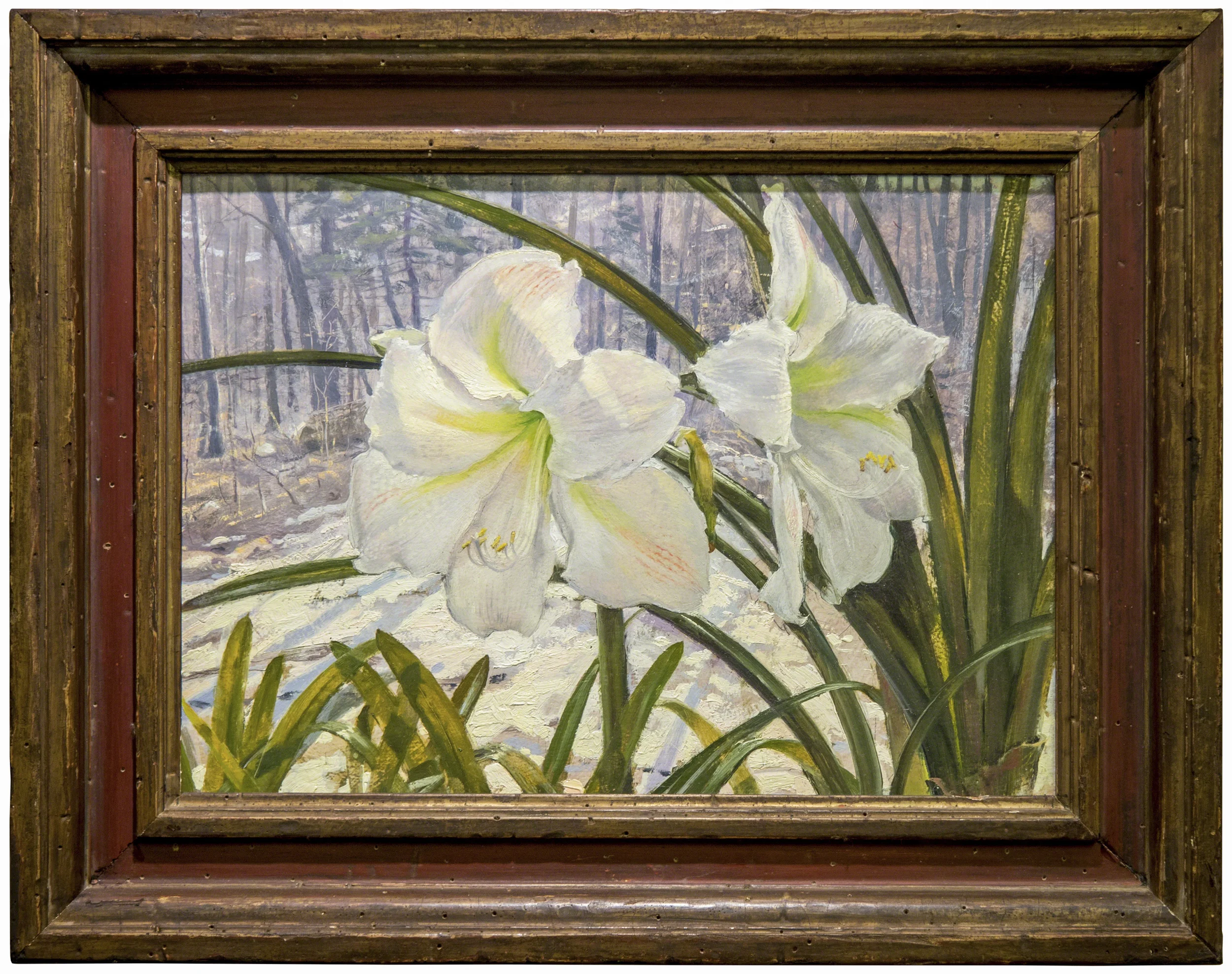 White Amaryllis No. 2, Winter Greenhouse