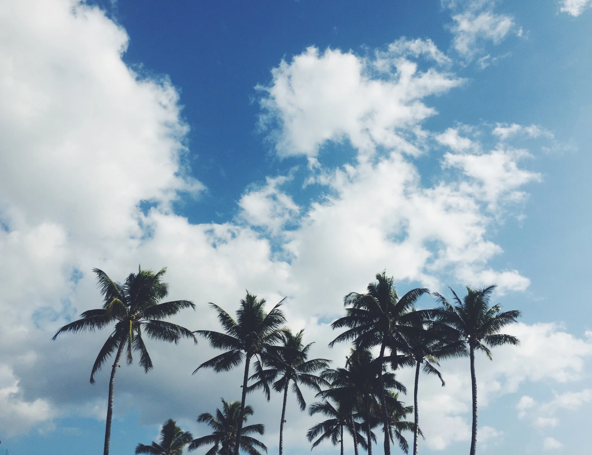 palm.jpg