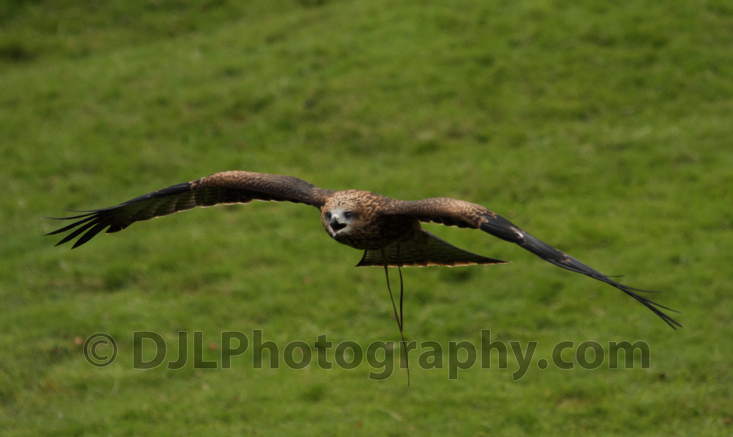 Black Kite - KBOPC