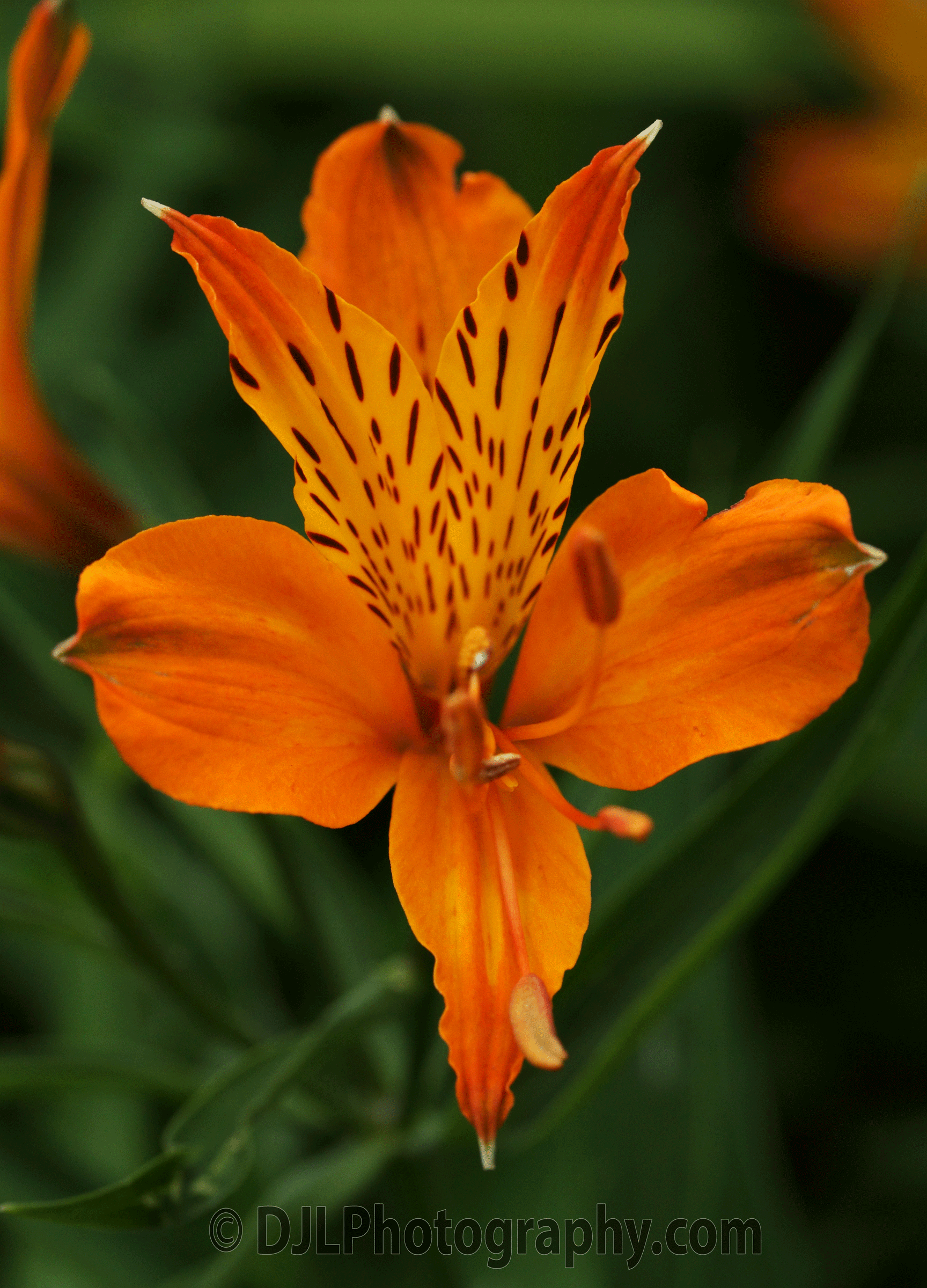 Day Lilly