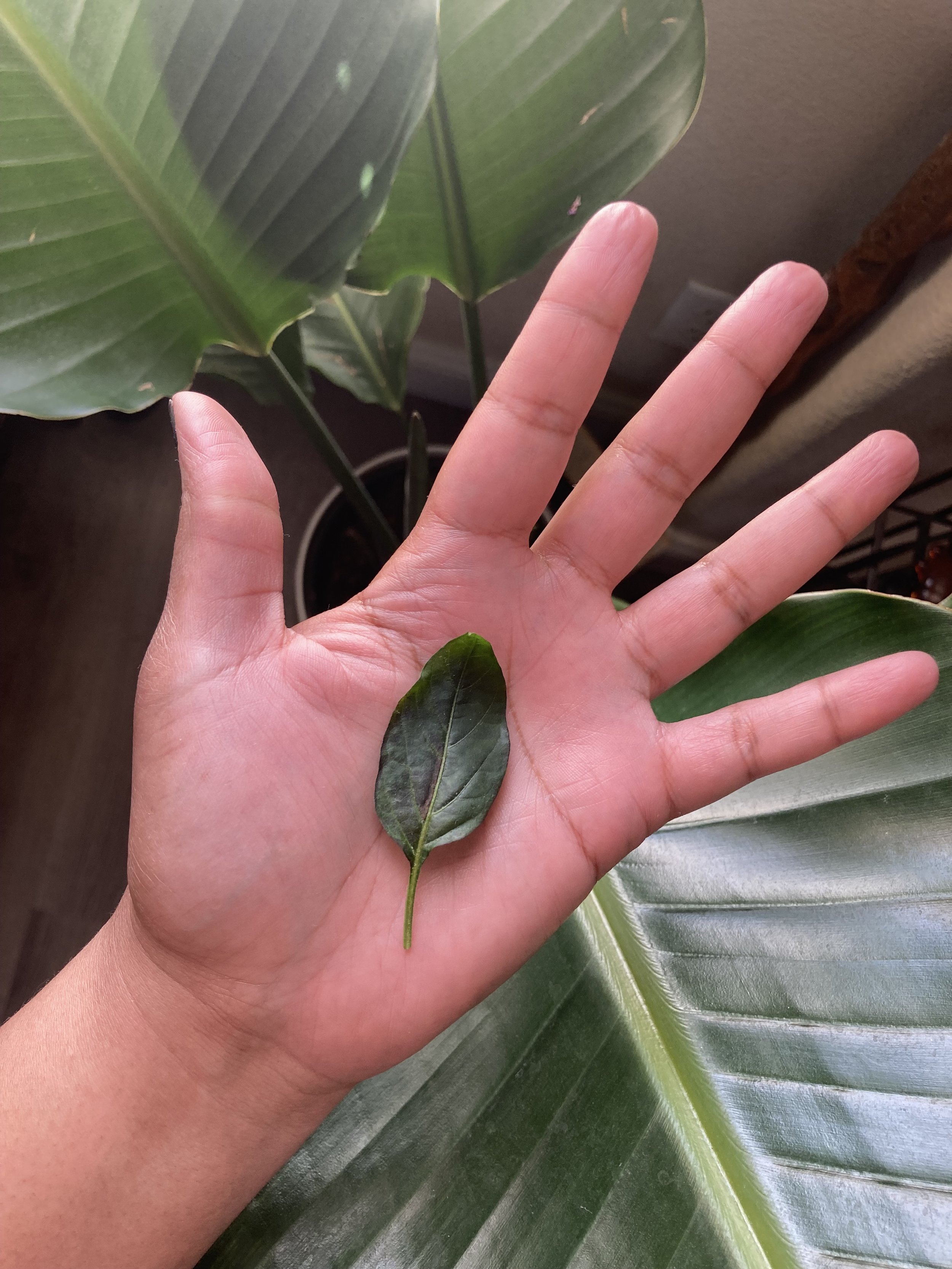 The Sergeants Daughter | Chapter Two